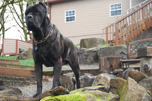 cane corso